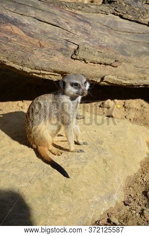 Meerkat Surikate, Zoo Of Frankfurt Am Main