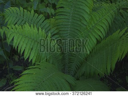 Fern In The Summer. Fern Leaves Close Up. Beautifully Body Of Young Leaves Of Green Ferns. Fern In T