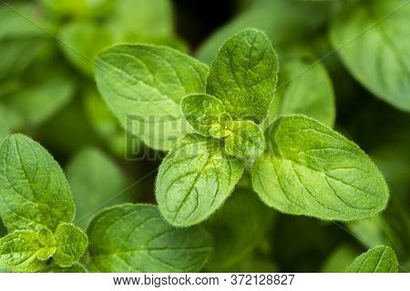 A Shot Of A Twig Of An Oregano Plant, Known As Sweet Marjoram Or Wild Marjoram