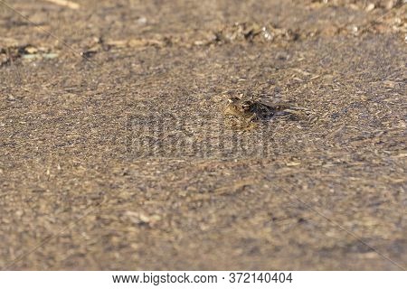 Bufo Bufo - Common Toad Hiding On A Pond In Which Is Rakos