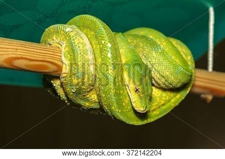 Corallus Caninus - Green Snake - Tree Green Snake Coiled On A Stick. The Head And Eyes Are Visible.