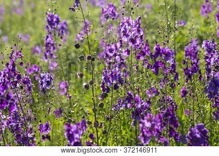 Wild Blue Flowers Delphinium Elatum. Larkspur Flowers. Summer Blooming Meadow. Flowering Field In Th