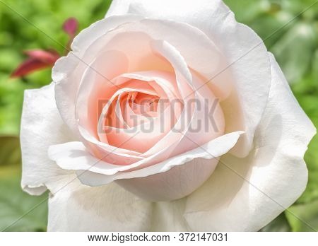 Rose Hybrid Tea Virginia - A Rose With Double Flowers, Neatly Twisted Petals Into A Classic Outlet. 