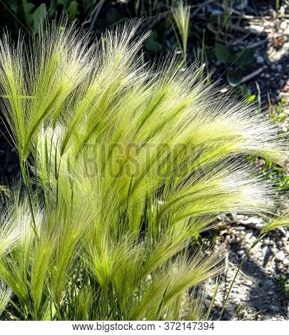 Grass Similar To A Feather Grass With The Latin Name Hordeum Jubatum