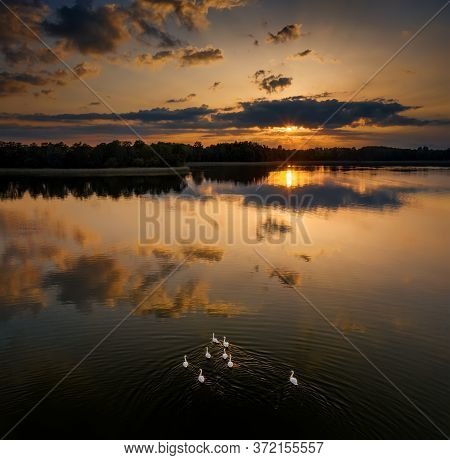 Flock Of Swans On Lake On Polish Kayak Route Krutynia, Poland
