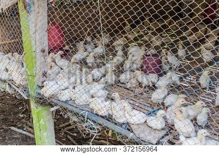 Chicken Cage In A Small Village Near Sonargaon Town, Bangladesh
