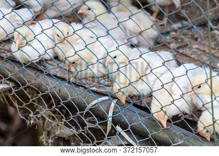 Chicken Cage In A Small Village Near Sonargaon Town, Bangladesh