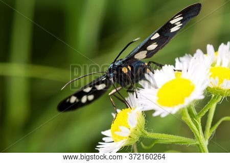 Black White Butterfly On A Flower Eating Nectar. Close-up.