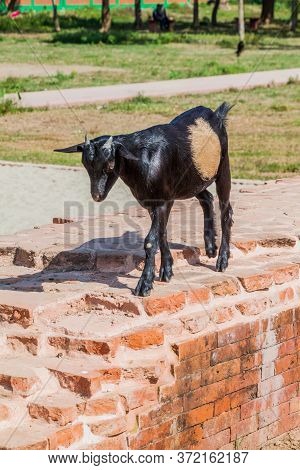 Goat At Somapuri Vihara Somapura Mahavihara , Ruins Of Buddhist Monastic Complex In Paharpur Village