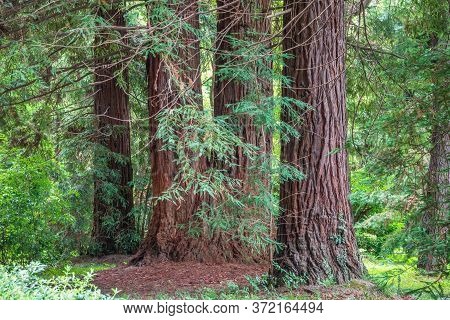 Straight Trunks Of Evergreen Trees Cryptomeria. Forest Of Straight Cryptomeria Trees, Or Japanese Ce