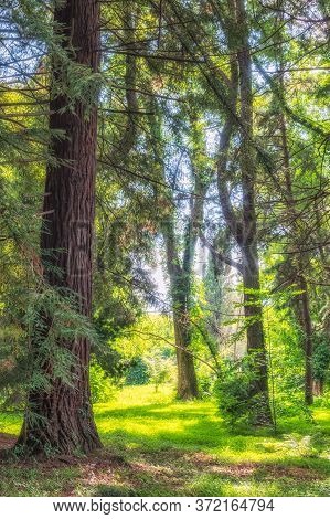 Forest Of Straight Cryptomeria Trees, Or Japanese Cedar In Sunset Light. Dense Forest Of Cryptomeria