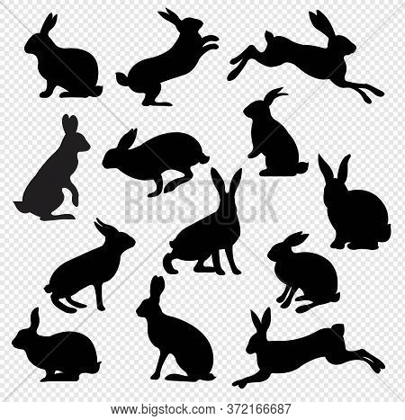 Big Set Rabbit Isolated Transparent Background, Vector Illustration