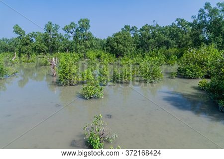 Flooded Forest At Hiron Point In Sundarbans, Bangladesh