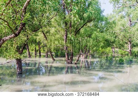 Flooded Forest At Hiron Point In Sundarbans, Bangladesh