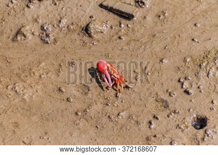 Crab In A Mangrove Forest In Sundarbans, Bangladesh.