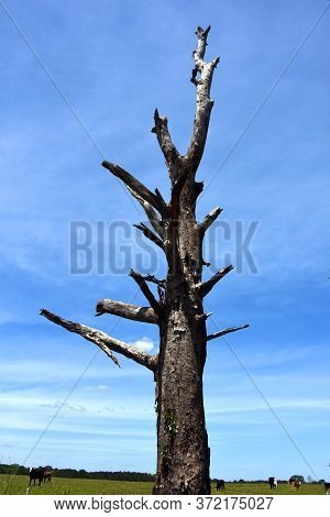Old Tree Is Leafless, Bare And Rotting In A Field Of Cattle.  Blue Sky Fills Background.