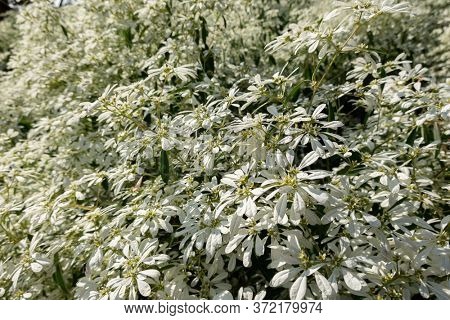 white pascuita flowers, closeup image in the daytime