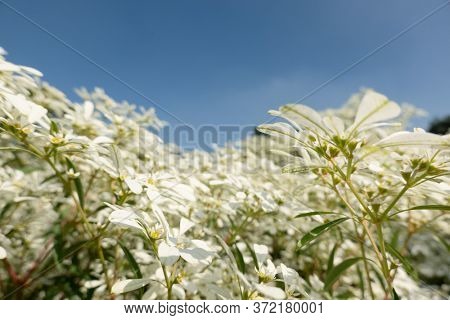 white pascuita flowers, closeup image in the daytime