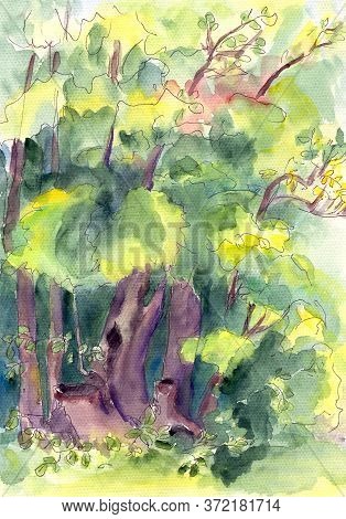 Watercolor Drawing Of Forest Summer Landscapee With Trees And Bushes
