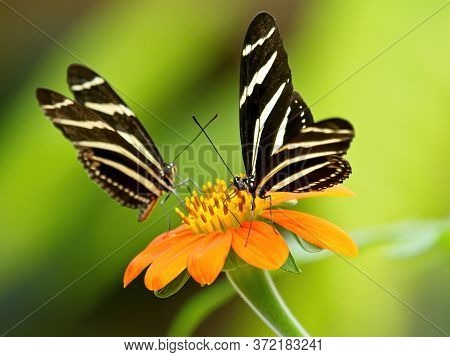 Zebra Butterfly