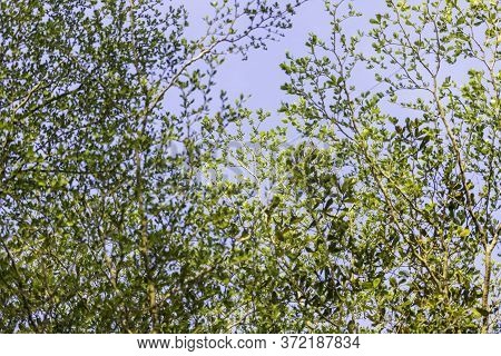 Background Image Of The Branches And Young Shoots Of Ivory Coast Almond