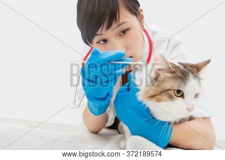 Asian female veterinarian cleaning cat's ear with cotton swab against gray background