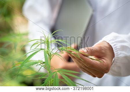Portrait Of Scientist  Checking Hemp Plants And Cannabis Flowers In A Greenhouse. Concept Of Herbal 