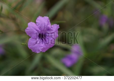 Beautiful Purple Color Petals Of Britton's Wild Petunia Flower Plant Know As Mexican Bluebell Bloomi