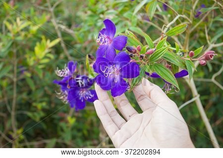 Beautiful Purple Indian Rhododendron Blooming Known As Malabar Melastome, A Blue Petal Falling In A 