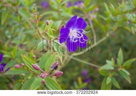 Beautiful Purple Indian Rhododendron   Known As Malabar Melastome Name, Is Evergreen Shrub Blooming 