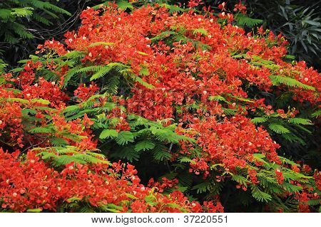 Påfugl blomster
