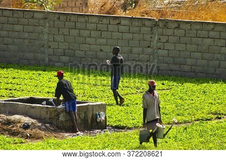 Senegal, Africa - March Circa, 2016. Unidentified Men Working, Watering The Village Garden, For Vege