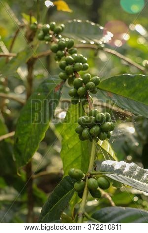 Arabica Coffee Beans. Coffea Arabica Green Coffee Beans On The Tree. Toraja Arabica Stock Photograph