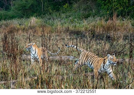 Wild Tiger Sibling In Safari. Tiger In Action Running And Stalking Prey Walking In Grassland Area Of