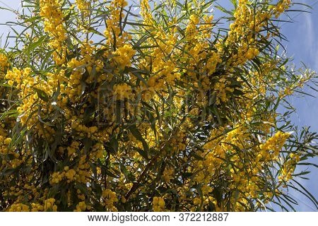 Bright Yellow Fluffy Blossoms Of The Mimosa Bush (acacia Pycnantha) In The Spring. Bright Blue Sky I