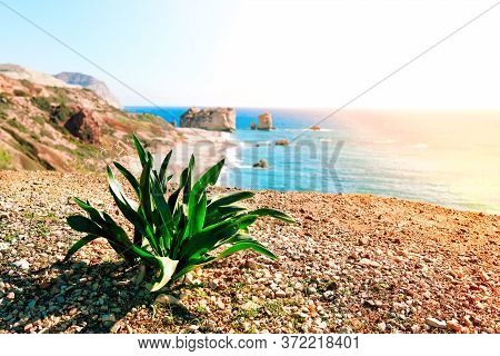 Wild Plant Near Seashore And Pebble Beach By Petra Tou Romiou Rocks In Cyprus Island, Greece