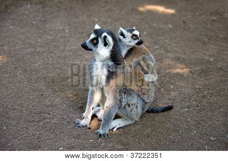 Lemur Kata