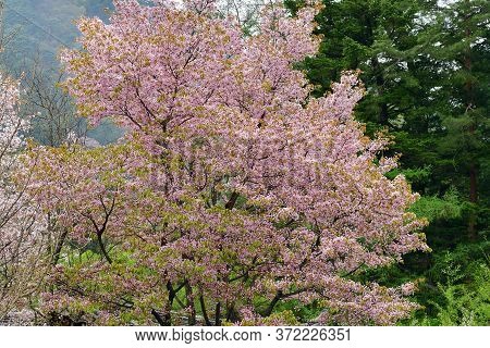 White And Pink Cherry Blossom In Full Bloom. Cherry Flowers In Small Clusters On A Cherry Tree Branc