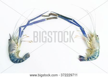 Top-down Of Three Prawn Or Tiger Shrimp Isolated On White Background, River Shrimp Or Prawn Raw On W