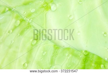 Macro Photography Of Fresh Green Cabbage Leaf With Water Drops. Organic Fresh Rawvegetable, Backgrou