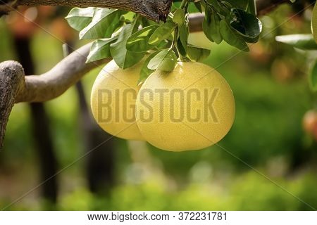 Ripe Pomelo Fruits Hang On The Trees In The Citrus Garden. Harvest Of Tropical Pomelo In Orchard. Po