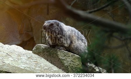 The Funny Alpine Marmot Rodent Looking From Rocks