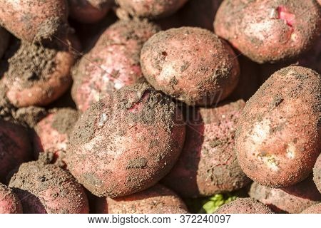 Freshly Dug Red Potatoes On The Farm.