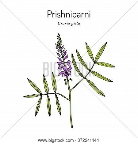 Prishniparni Uraria Picta , Medicinal Plant. Hand Drawn Botanical Vector Illustration