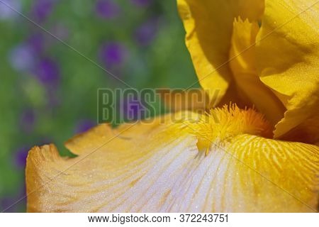 Super Macro View Of Bright Yellow Iris Petals On Blurred Green - Violet Background In Sunny Day