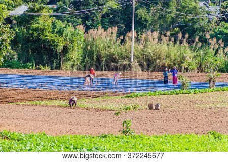 Hsipaw, Myanmar - November 30, 2016: Local People Working In Fields Near Hsipaw, Myanmar