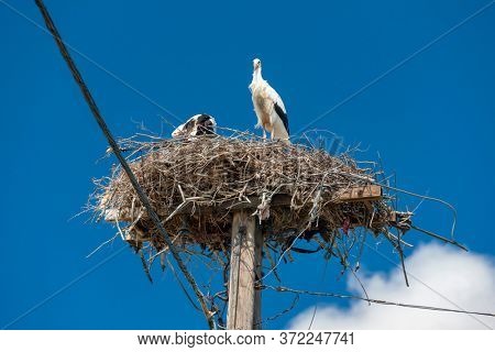 Storks near village Hortobagy, NP Hortobagy, Hungaria