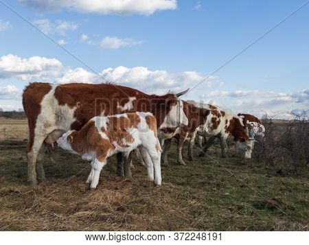 A Cow Suckles A Calf In A Field. The Mother Cow Feeds Her Cub.