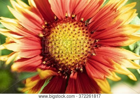 Gaillardia Pulchella. Bright Summer Flowers On Green Leaves. Close-up. Macro Shooting. Natural Natur