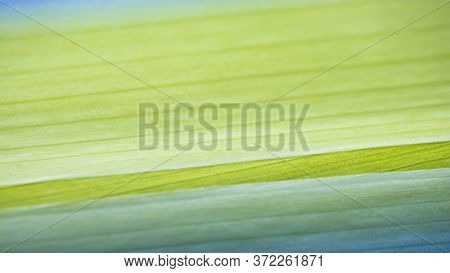 Background From Bright Green Leaves. Close-up. Natural Texture. Natural Background
